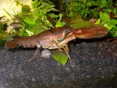 Procambarus Llamasi_01.jpg