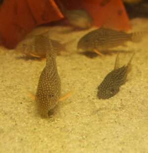 Corydoras warum Sand!_2.jpg