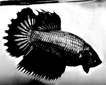 BETTA1.jpg