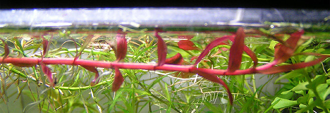 rotala pink.jpg