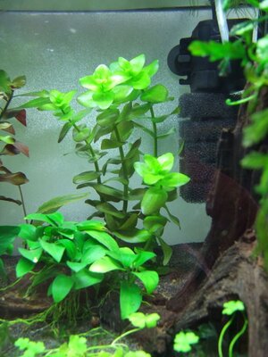 bacopa02.jpg