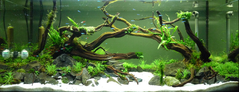 Aquascape1.jpg