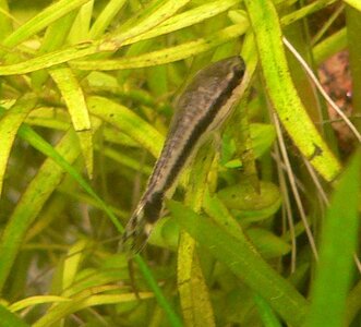 Otocinclus sp.jpg