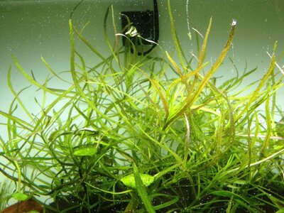 Juncus repens 1.jpg