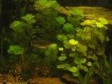 2012-07-15 Aquarium 003.jpg