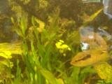 2012-07-15 Aquarium 007.jpg