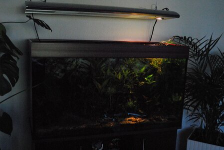 Down_Light_Aquarium_F.jpg