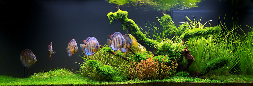 aquascaping_059.jpg