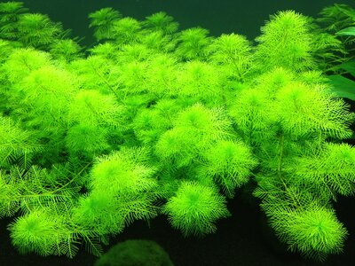 Myriophyllum mattogrossense_1.jpg