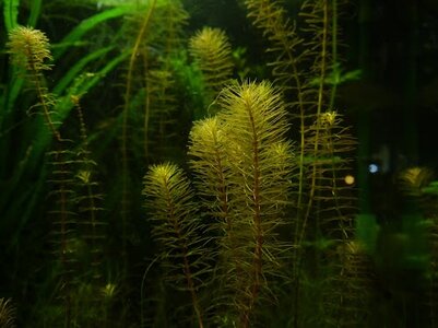 Rotala Vietnam1.JPG