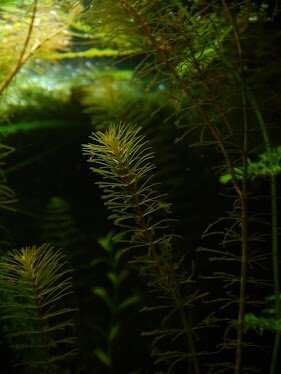 Rotala Vietnam2.JPG