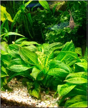 Echinodorus grisebachii Tropica.jpg