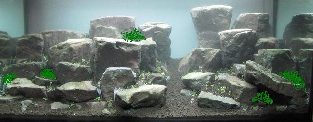 RockIt Bucephalandra Platzierung.JPG