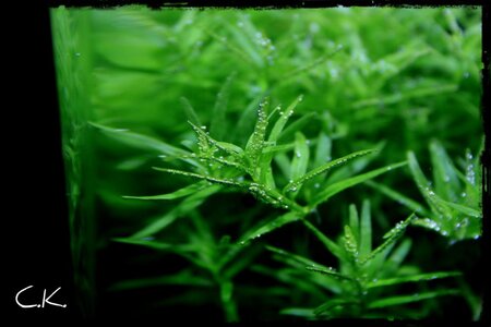 K1024_7Rotala sp. green.JPG