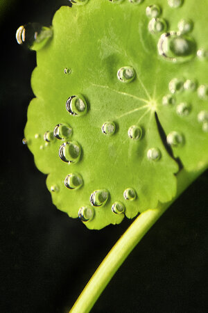 Hydrocctyle leucocephala.jpg