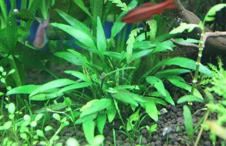 Cryptocoryne wenditii.JPG