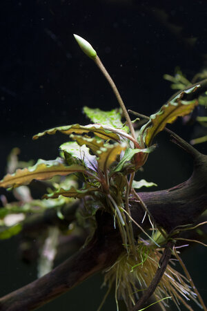 Bucephalandra-blüte.jpg