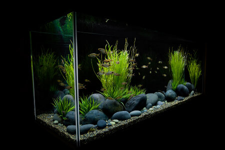 55_1aquarium_moonstones_fishtank.jpg