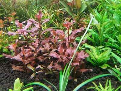 ludwigia ovalis pink.jpg