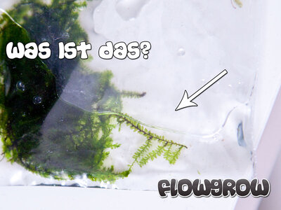 FlowgrowBilderrätsel5.jpg