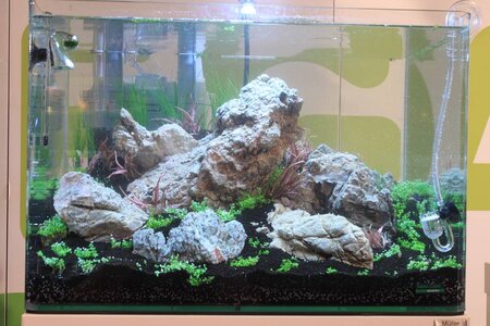 Aquascaping Tour 009_(1024_x_768).jpg