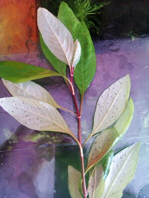 Kaliummangel Hygrophila.jpg