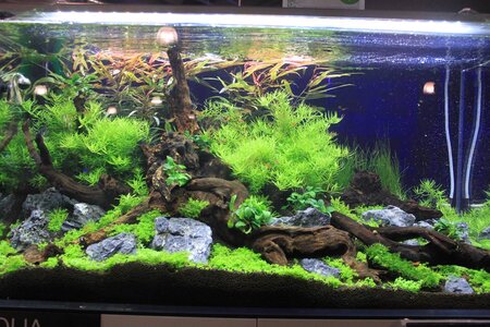 Aquascaping Tour 036_(1024_x_768).jpg