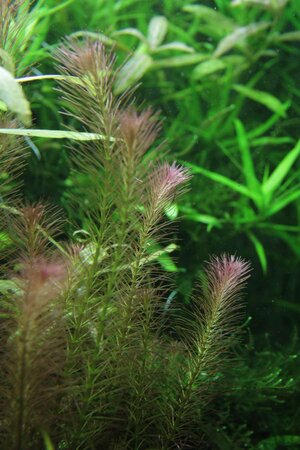 rotala_1.jpg