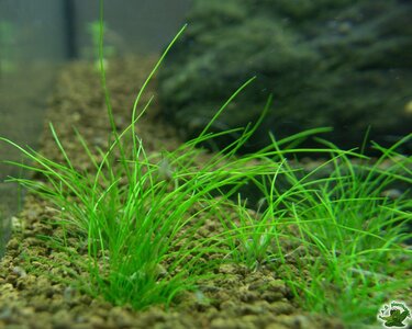 eleocharis sp. mini.jpg