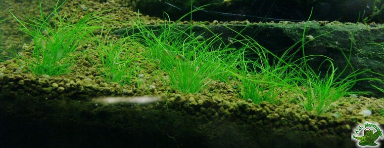 eleocharis sp. mini1.jpg