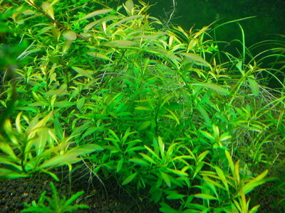 ludwigia.jpg