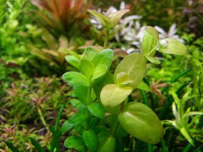 Lindernia grandiflora.31.jpg