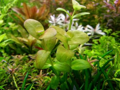 Lindernia grandiflora From Aaron1.jpg