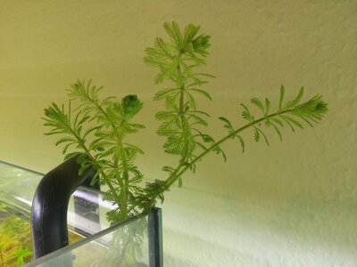 Myriophyllum sp. 'Roraima'.jpg