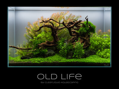 Old Life 2 Monate alt.jpg