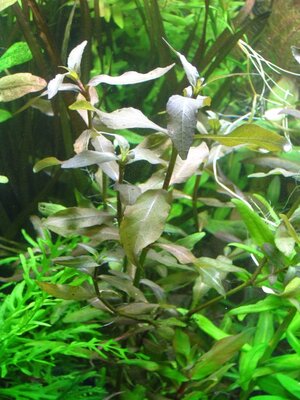 Hygrophila spec."bold".jpg