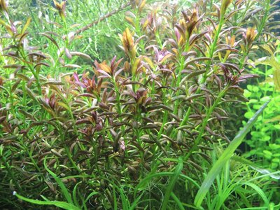 Rotala "sunset".JPG