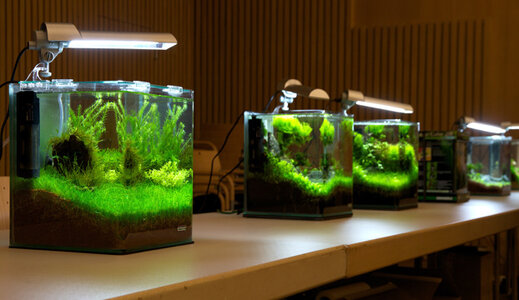 garnelentag13-aquascaping-award1.jpg