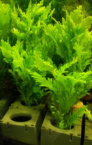 Selaginella_willdenowii.jpg