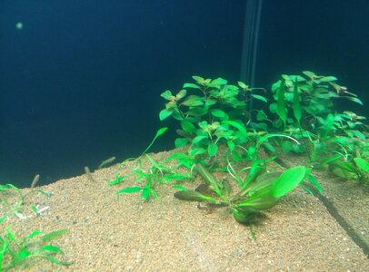 Ludwigia repens rubin.jpg