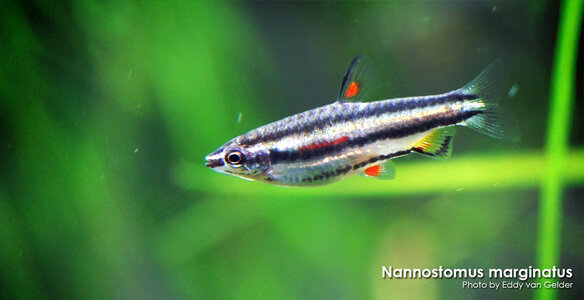 Nannostomus_marginatus_01.jpg