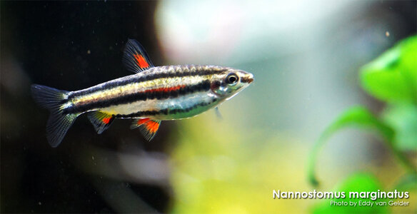 Nannostomus_marginatus_02.jpg