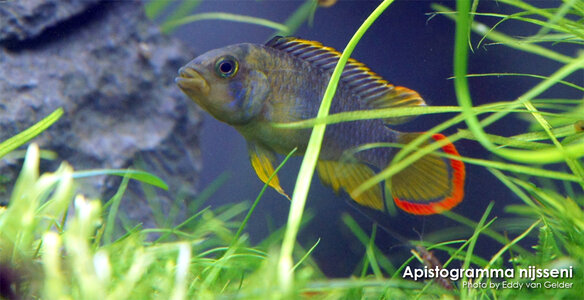 Apistogramma-nijsseni.jpg