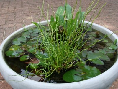 Juncus effusus spiralis-Corkscrew rush 'Spiralis'.JPG