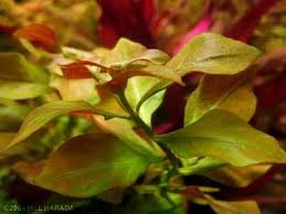 Red Ludwigia repens.jpg