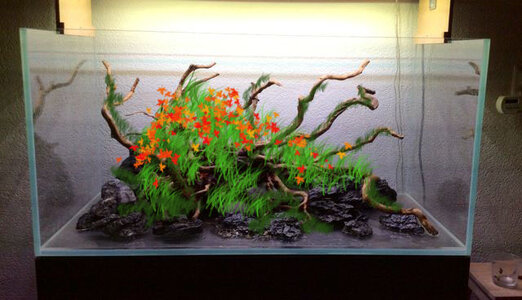 Aquascape jan 2014 pflanzen.jpg