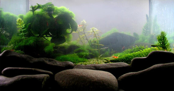 Testaquarium 02.03.2013.jpg