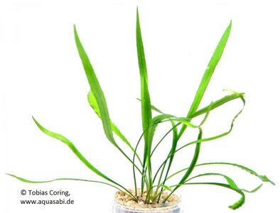 cryptocoryne_spiralis_shola.jpg