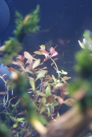 19_Ludwigia brevipes.jpg