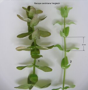 Bacopa Internodien.jpg